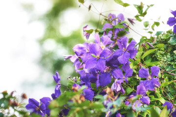 Closeup of purple clematis viticella flowers growing and blossoming on green bush or hedge in...