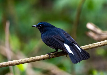 Naklejka premium White-tailed Robin