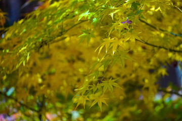 Autumn leaves in Japanese garden