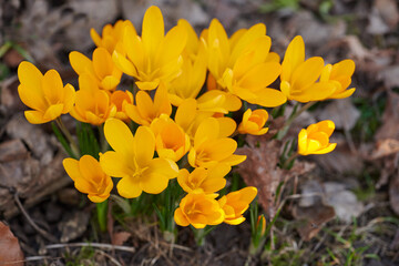 Yellow crocus flavus flowers growing in a garden or forest outside. Closeup of a beautiful bunch of flowering plants with vibrant petals blooming and blossoming in a natural environment during spring