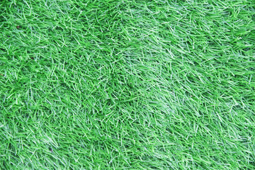 Colorful green grassy texture decorative in garden top view background