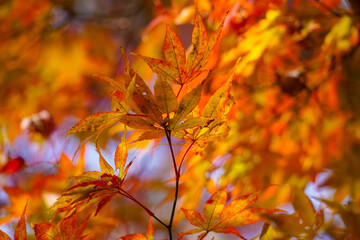 Autumn leaves in Japanese garden