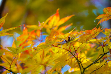 Autumn leaves in Japanese garden