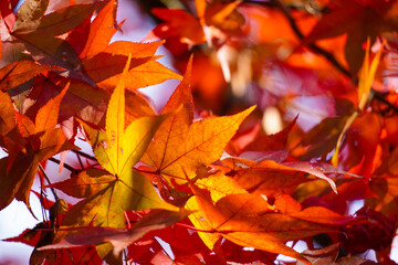 Autumn leaves in Japanese garden