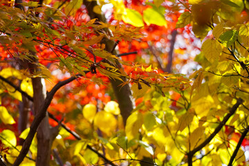 Autumn leaves in Japanese garden