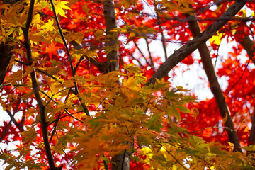 Autumn leaves in Japanese garden