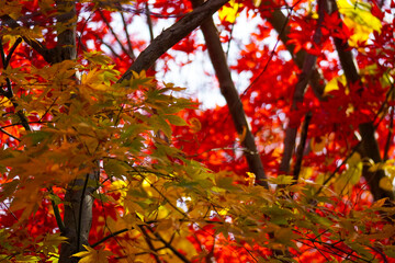 Autumn leaves in Japanese garden
