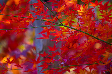 Autumn leaves in Japanese garden
