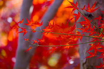 Autumn leaves in Japanese garden
