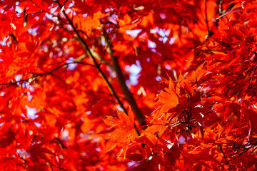 Autumn leaves in Japanese garden