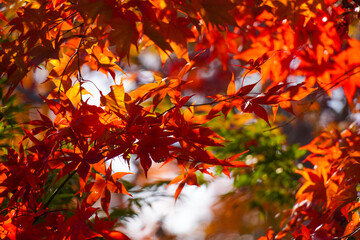 Autumn leaves in Japanese garden