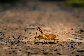 Grasshopper on the ground