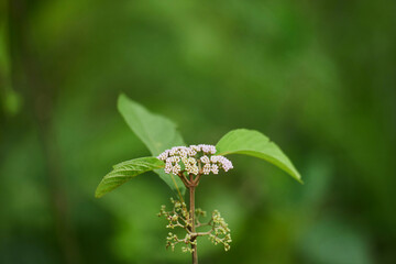 Coastal hog fennel flower blooming isolated on green background