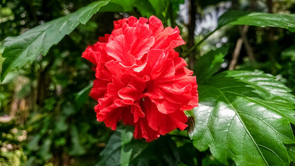 Shoeblack plant flower (Hibiscus rosa-sinensis)