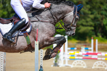 Horse jumping horse in portraits from the side, close-up Head of the horse over the obstacle in the...