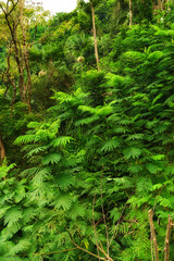 Naklejka na ściany i meble Closeup view of a rainforest with lush greenery in Hawaii with copyspace. Exploring wildlife in remote tropical jungle for vacation and holiday. Green trees and bushes in mother nature during summer