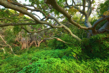 Landscape view of lush green rainforest with canopy trees growing wild in Oahu, Hawaii, USA. Scenic ecosystem of dense plants, bushes and shrubs in remote conservation jungle, forest or nature woods