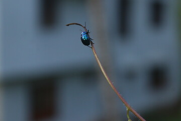 A colorful bug on a wild plant
