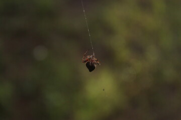 A spider making web in the garden