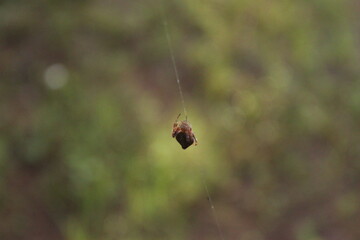 A spider making web in the garden