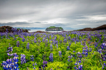 Field of wildflowers and the island Bjarnarey