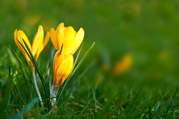 Closeup of a crocus flower growing on lush green grass during spring outdoors. Low growing yellow...