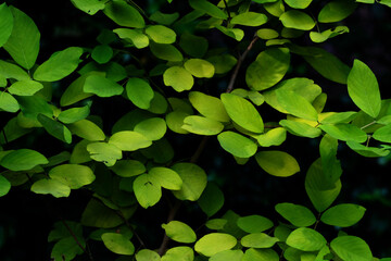 green leaf in green park