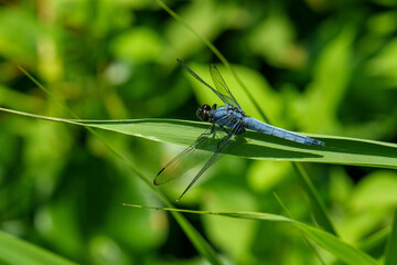 森の草原で見つけた夏のトンボ