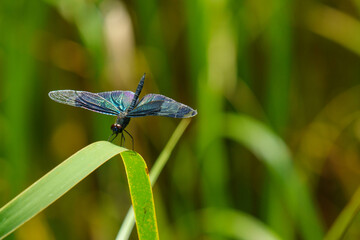 森の草原で見つけた夏のトンボ