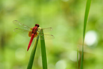 森の草原で見つけた夏のトンボ © Gottchin Nao