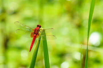 森の草原で見つけた夏のトンボ