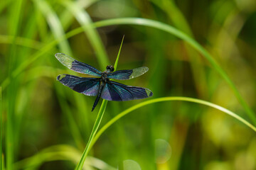 森の草原で見つけた夏のトンボ © Gottchin Nao