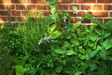 Overgrown wild herb garden against the wall of a red brick house. Various plants in a lush...