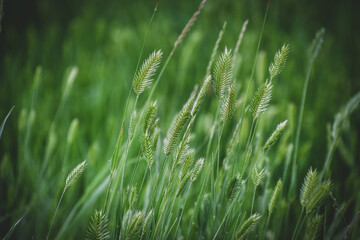 Textura de hierba y maleza. abstracto verde follaje borroso fondo con poca profundidad de campo