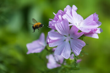 Bumblebee flies to the flower