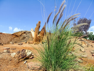 Wild Cenchrus setaceus against the backdrop of a desert landscape in the Sinai desert near Sharm El Sheikh, Egypt. Beautiful invasive plant