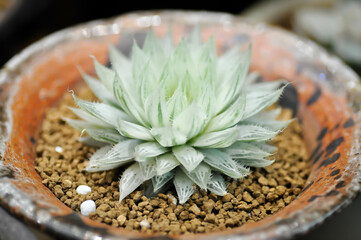 Haworthia ,Haworthia tsukikage or cactus or succulent.