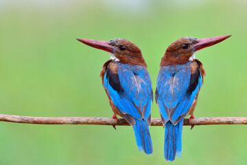 Obraz premium beautiful couple blue birds large beaks and growing feathers perching together expose over fine blur green background