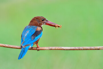 white-throated kingfisher eating fresh small worms as it delicious meals for it unusual happens