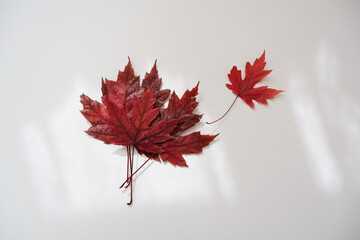 colorful maple leaves on white background. Autumn colorful leaves composition background. autumn event, Autumn decoration and Fall promotion design elements. 