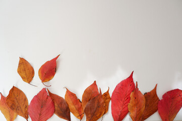 Naklejka na ściany i meble Colorful Autumn leaves on white background. Fallen leaves composition on simple background. Autumn forward, Autumn event and promotion design elements. 