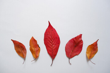 Colorful Autumn leaves on white background. Fallen leaves composition on simple background. Autumn forward, Autumn event and promotion design elements. 