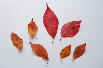 Colorful Autumn leaves on white background. Fallen leaves composition on simple background. Autumn forward, Autumn event and promotion design elements. 