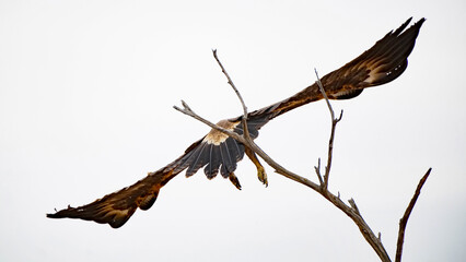 Australian Outback Wedge Tailed Eagle (Aquila audax)
