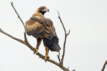 Australian Outback Wedge Tailed Eagle (Aquila audax)
