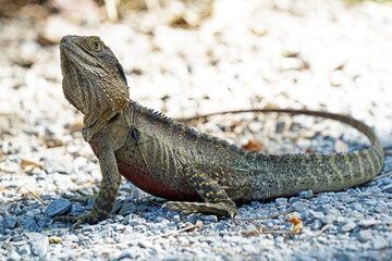 Australian Frill-necked Lizard (frilled dragon) at Currumbin Wildlife Sanctuary, Queensland Australia (Chlamydosaurus kingii)