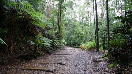 Tasmania - Montezuma Falls walk exposed railway sleepers near Rosebury 