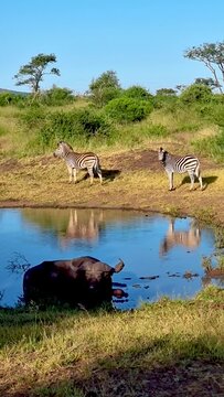 Zebras and African buffalo during sunset in South Africa Thanda Game reserve Kwazulu Natal. savannah bush with African buffalo in a lake