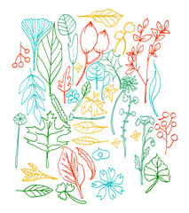 Set di foglie e fiori colorati,  elementi naturali isolati su sfondo bianco
