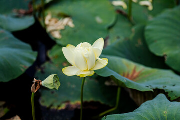 Black Bayou Lily pads  in bloom